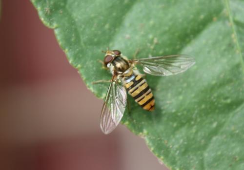 Episyrphus balteatus